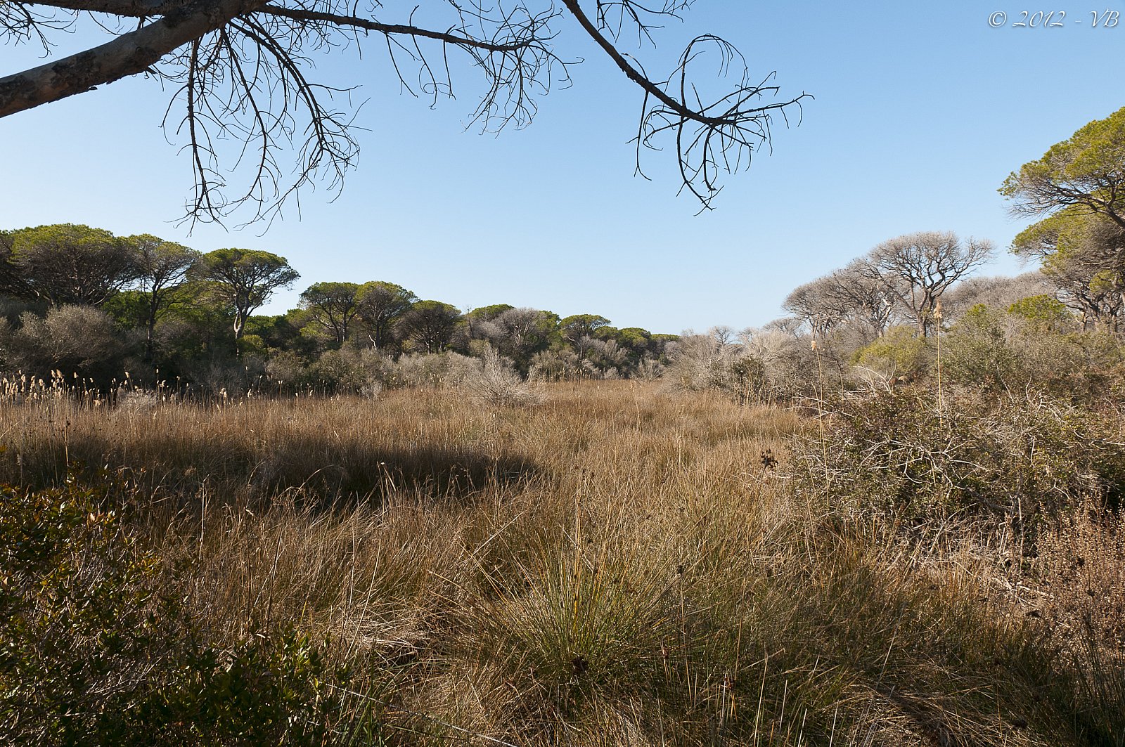 Maremma - Foce Ombrone