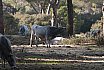 Maremma - Foce Ombrone