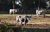 Maremma - Foce Ombrone