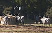 Maremma - Foce Ombrone