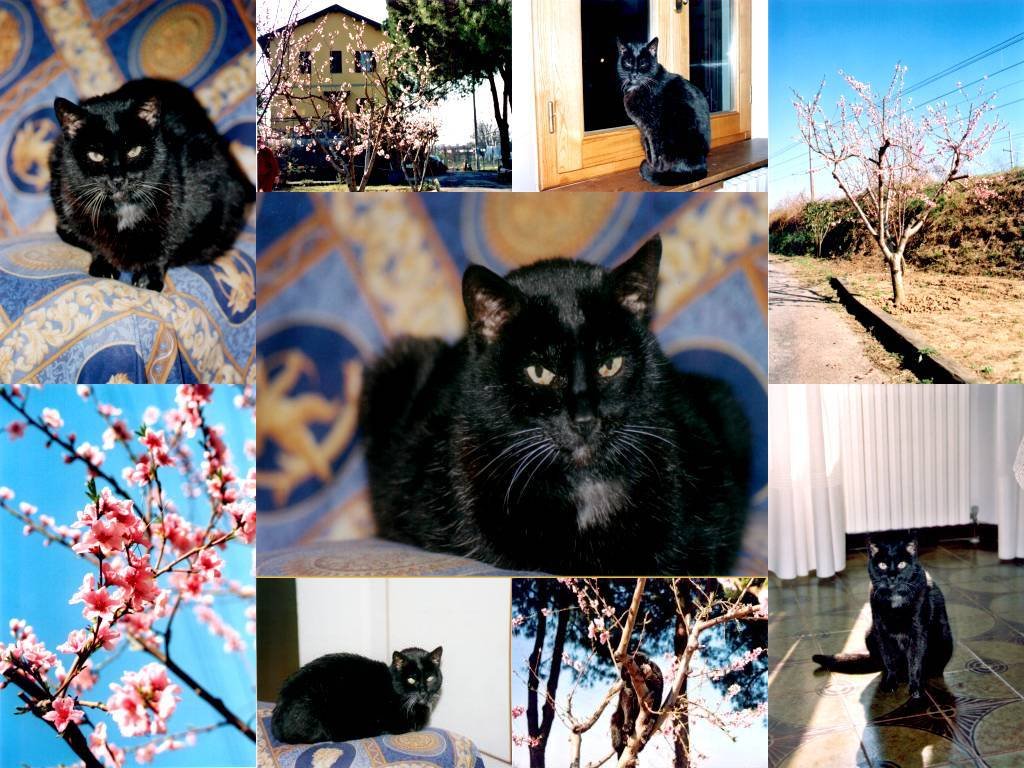 chicco